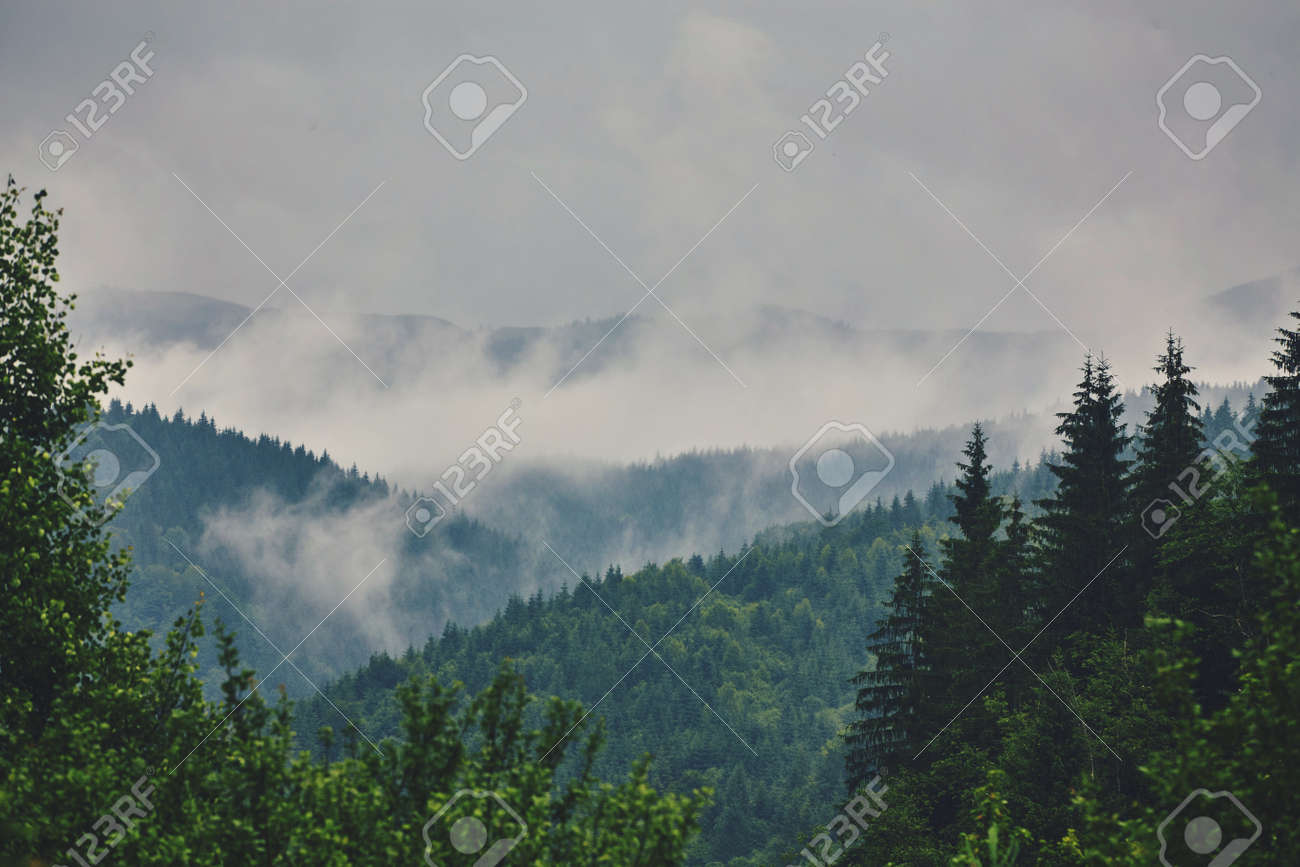 nature panorama green forest