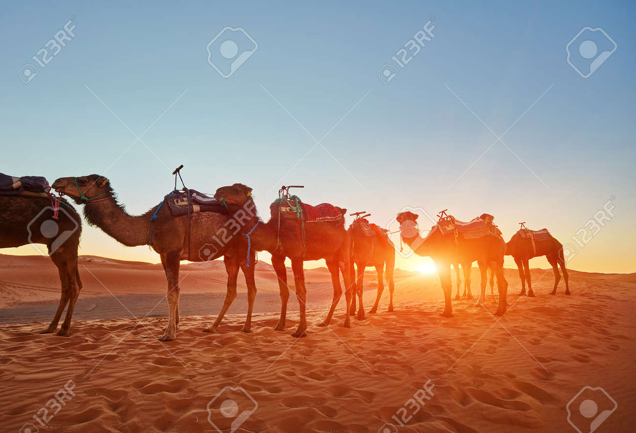 Camel caravan going through the sand dunes in the Sahara Desert, Morocco. - 169020475 Camel caravan going through the sand dunes in the Sahara Desert, Morocco. - 169020475