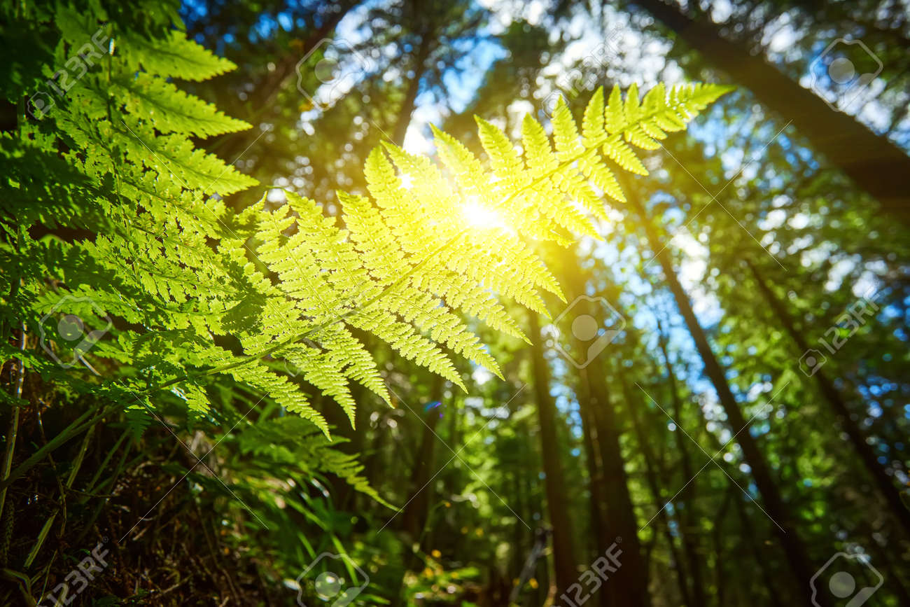 A detailed shot of a beautiful fern leaf illuminated by sunbeams. Bright spring sunbeams shine through the green leaves of ferns in the depths of a picturesque pine forest in the mountains. - 169020759 A detailed shot of a beautiful fern leaf illuminated by sunbeams. Bright spring sunbeams shine through the green leaves of ferns in the depths of a picturesque pine forest in the mountains. - 169020759