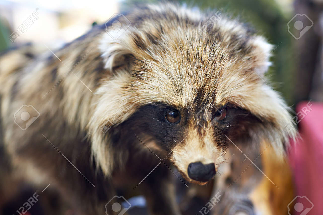 raccoon with stuffed raccoon