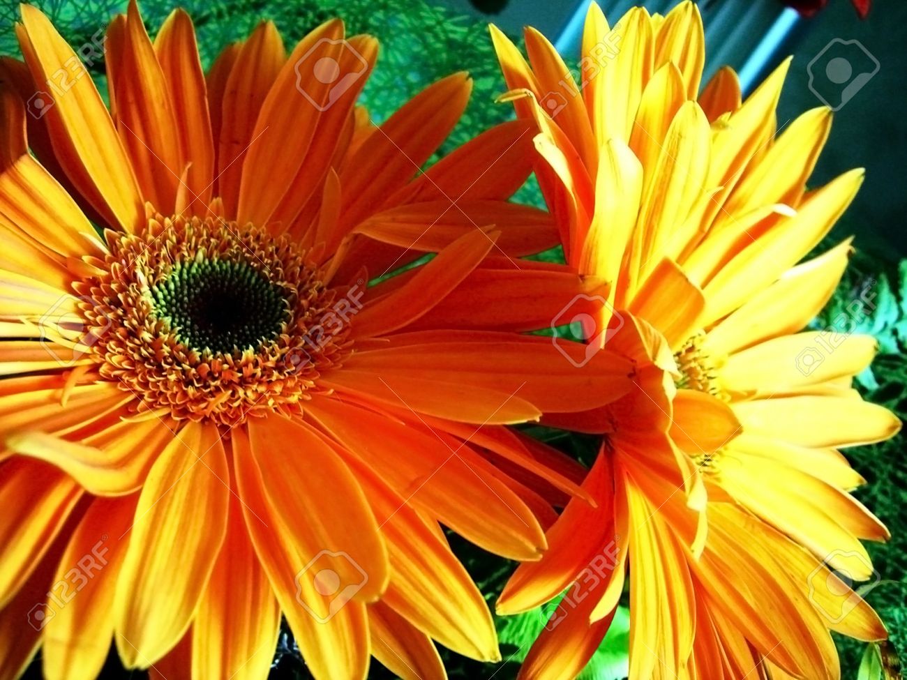 Gerbera Fleur Exotique Bouquet La Fraîcheur Des Arômes Gentile Parfum Fond Texture Végétation Faune Daisywheel Orange Solaire Lumineux