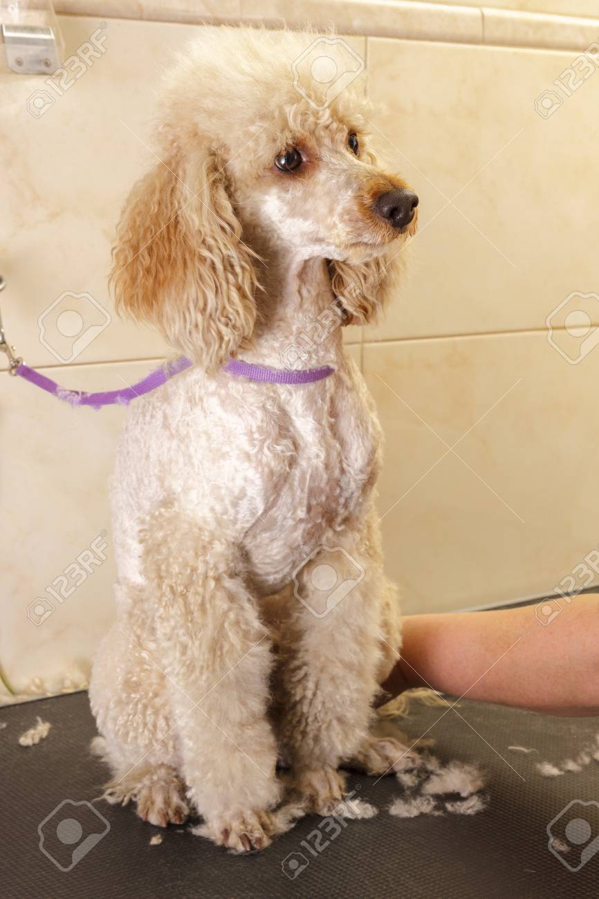 Small Poodle Sitting During A Haircut Stock Photo Picture And