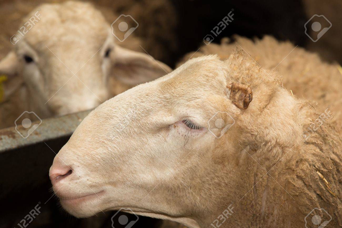 Side View Of Ram Head Without Left Ear, Closeup Composition Stock Photo, Picture And Royalty Free Image. Image 28830902. Side View Of Ram Head Without Left Ear, Closeup Composition Stock Photo, Picture And Royalty Free Image. Image 28830902.