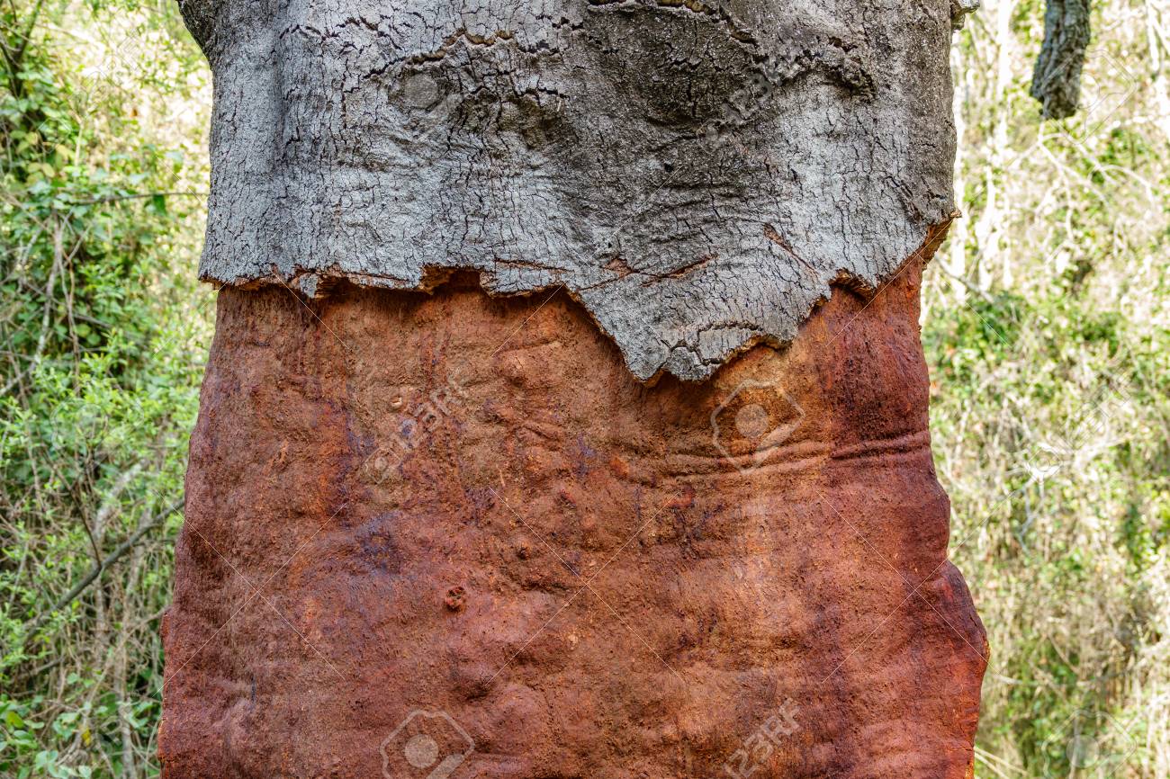 剥かれたコルク木の幹 の写真素材 画像素材 Image