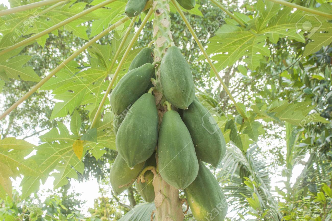 Gruner Papaya Fruchte Hangend Auf Einem Papayabaum Lizenzfreie Fotos Bilder Und Stock Fotografie Image 36522796