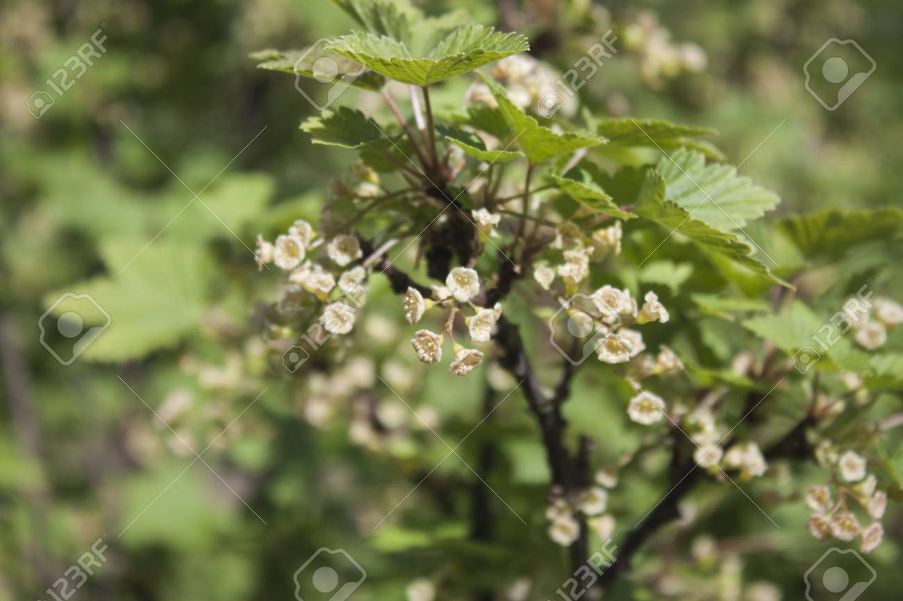 庭の花は 赤スグリの完全スグリ工場 の写真素材 画像素材 Image