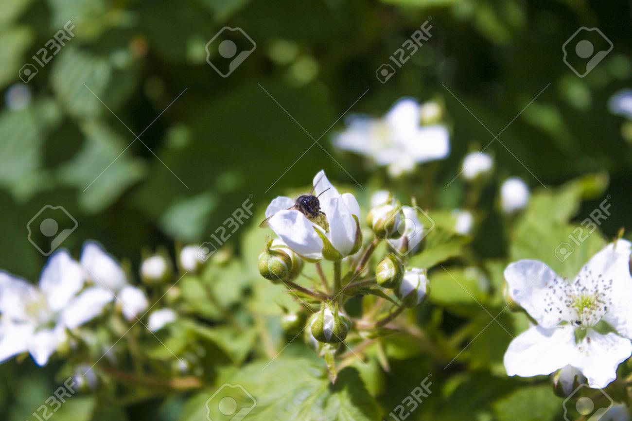白いキイチゴ Armeniacus A Zrubus イダエウス ブラックベリーの花に虫 の写真素材 画像素材 Image 白いキイチゴ Armeniacus A Zrubus イダエウス ブラックベリーの花に虫 の写真素材 画像素材 Image