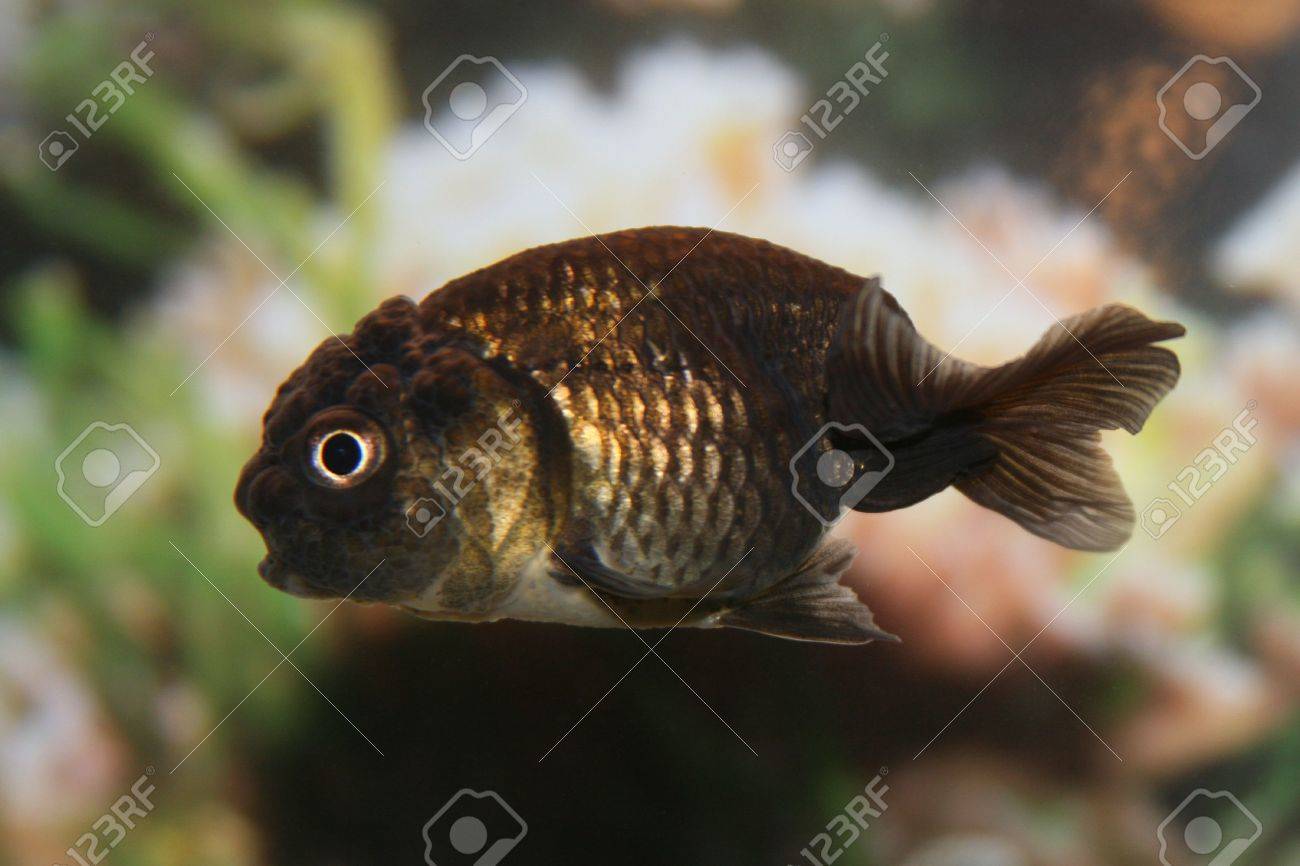 ranchu goldfish black