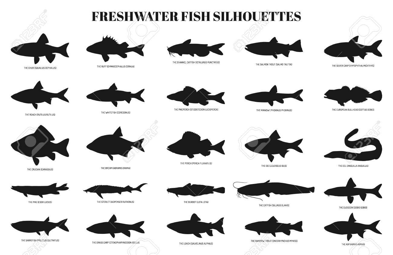 淡水魚のシルエット ベクトルを設定します 白い背景に分離アイコン集 のイラスト素材 ベクタ Image 淡水魚のシルエット ベクトルを設定します 白い背景に分離アイコン集 のイラスト素材 ベクタ Image
