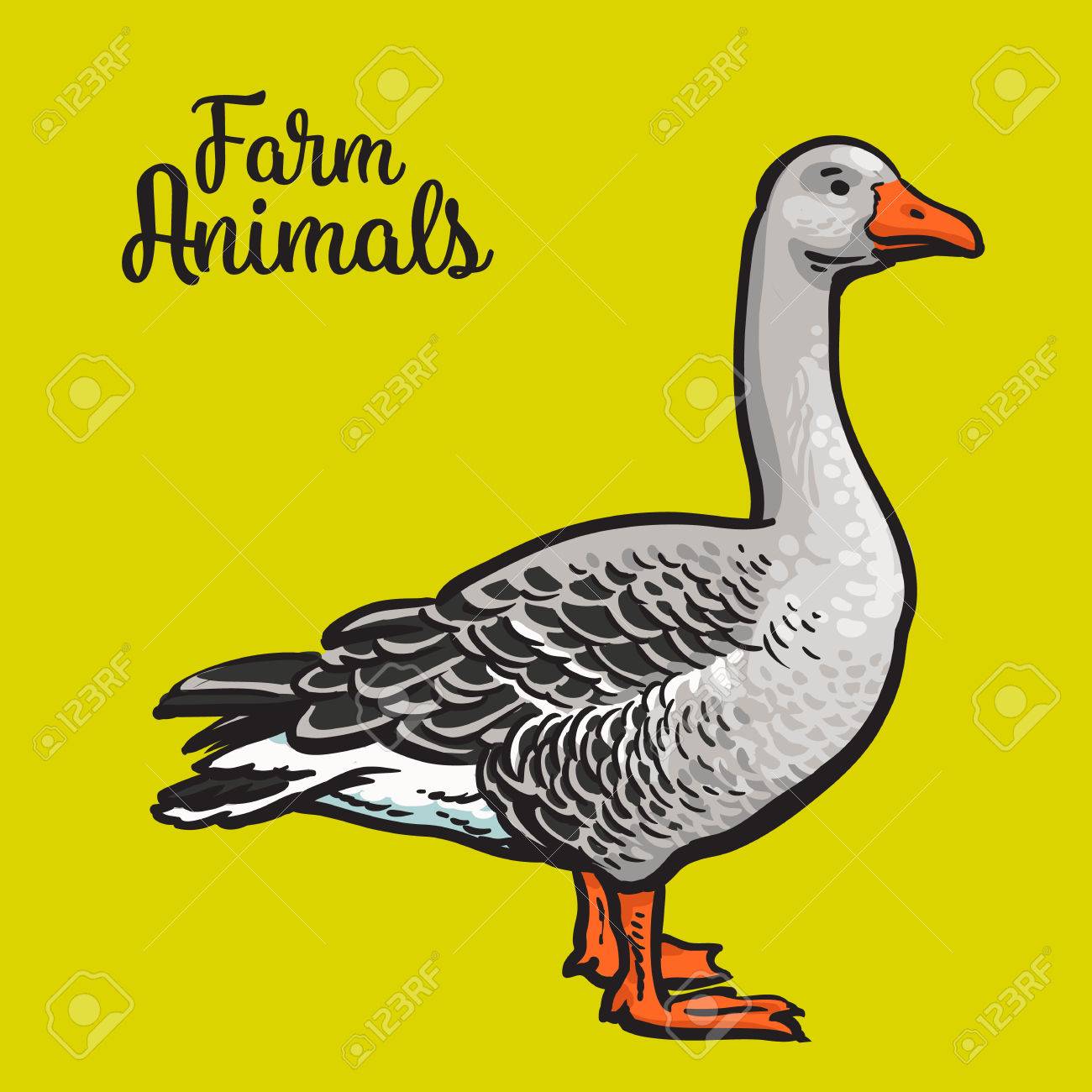 灰色のガチョウ 家禽 ベクトル イラスト スケッチ 羽農場の動物 1 つの色 黄色の背景に美しいガチョウ のイラスト素材 ベクタ Image