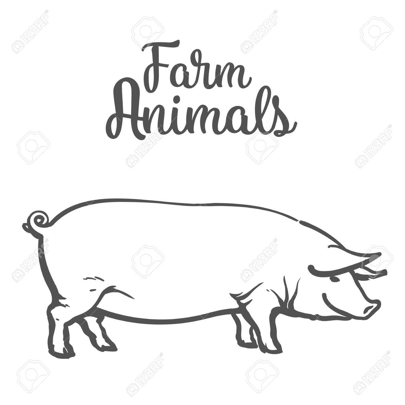 白い背景に 農場の動物のブタ 豚が手で描き下ろしイラストをスケッチし 豚画像厚い満足豚肉の販売のための 1 つ の写真素材 画像素材 Image 白い背景に 農場の動物のブタ 豚が手で描き下ろしイラストをスケッチし 豚画像厚い満足豚肉の販売のための 1 つ の写真素材 画像素材 Image