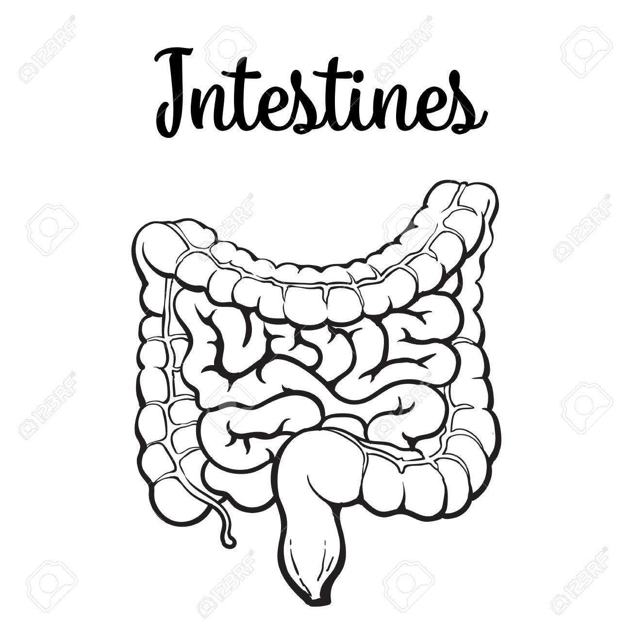 人間の大腸、スケッチ手描きイラスト白背景、人間の内臓、コロン、腸内