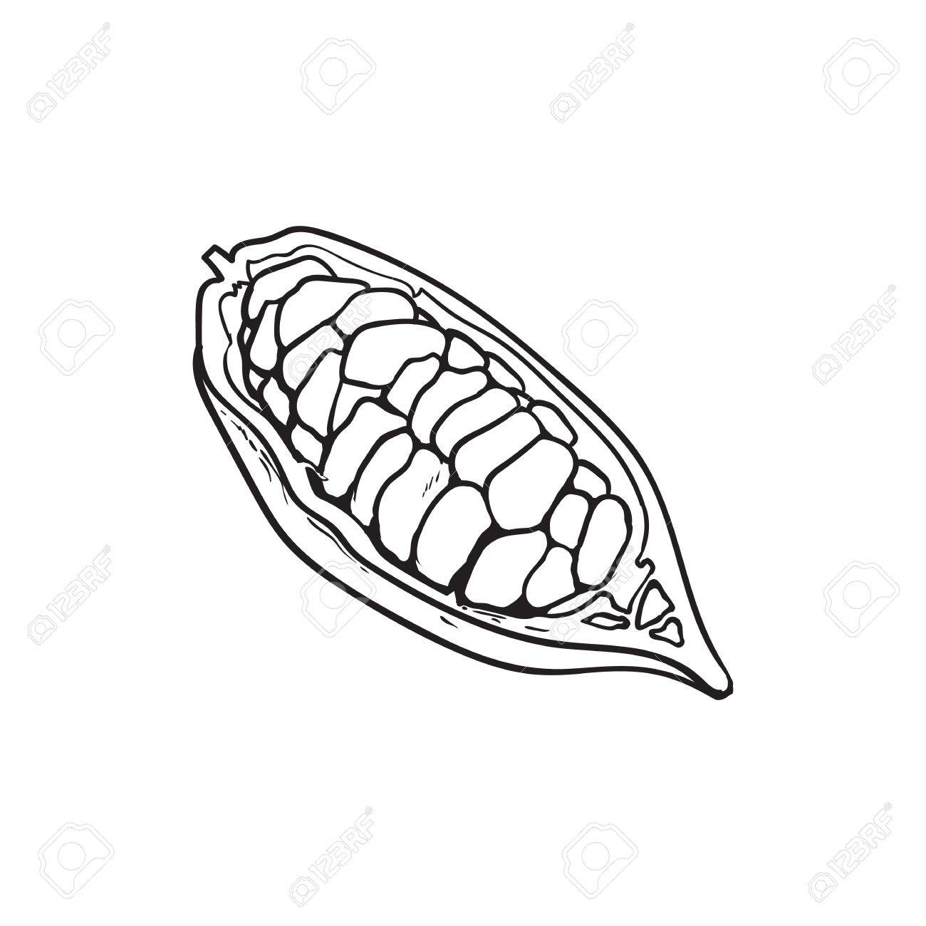 内部では カカオ豆と熟したカカオの果実の半分は白い背景の描かれたベクター イラスト分離スタイル手をスケッチします ポッドで半分カカオ の果実 チョコレートのカラフルなイラストのイラスト素材 ベクタ Image 内部では カカオ豆と熟したカカオの果実の半分は白い背景の描かれたベクター イラスト分離スタイル手をスケッチします ポッドで半分カカオ の果実 チョコレートのカラフルなイラストのイラスト素材 ベクタ Image