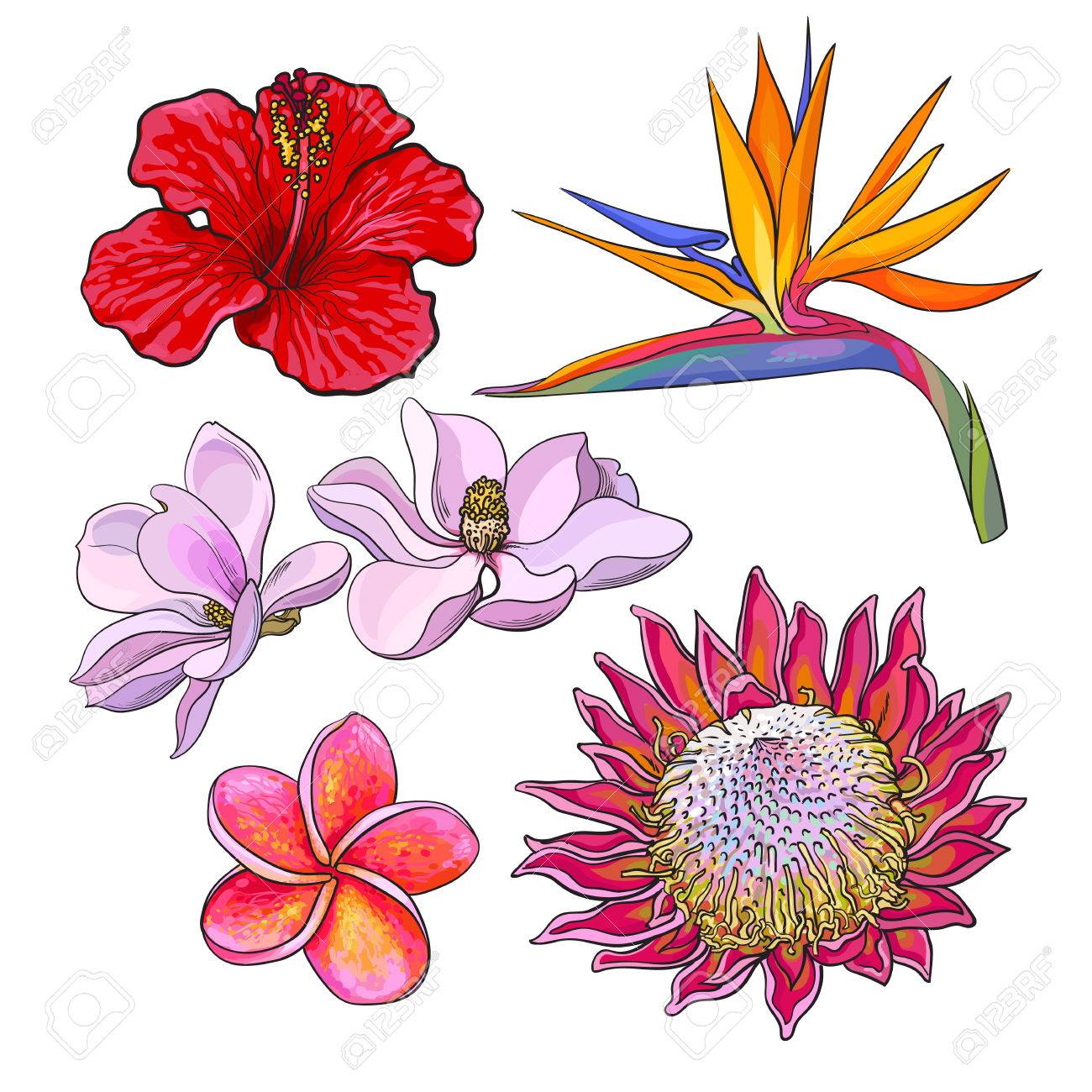 熱帯の花 ハイビスカス プロテア プルメリア バードオブ パラダイス マグノリア 白い背景で隔離スケッチ スタイルのベクトル図です エキゾチックな熱帯花のカラフルな現実的な手書き のイラスト素材 ベクタ Image 熱帯の花 ハイビスカス プロテア プルメリア バードオブ パラダイス マグノリア 白い背景で隔離スケッチ スタイルのベクトル図です エキゾチックな熱帯花のカラフルな現実的な手書き のイラスト素材 ベクタ Image