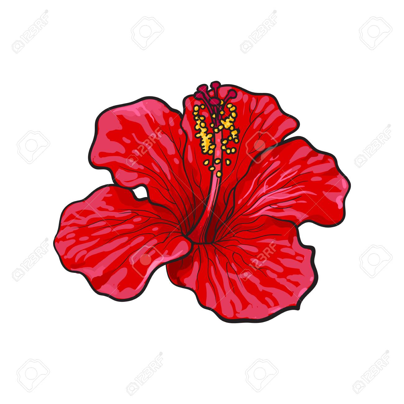 Single bright red hibiscus tropical flower, sketch style vector..