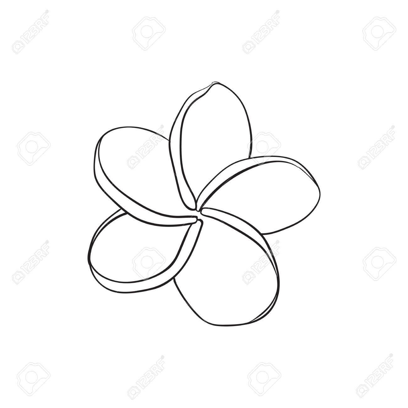 シングルプルメリア フランジパニ熱帯の花 白い背景で隔離のスタイル ベクトル図をスケッチします リアルな手描きのエキゾチックな熱帯のプルメリアや プルメリア のイラスト素材 ベクタ Image