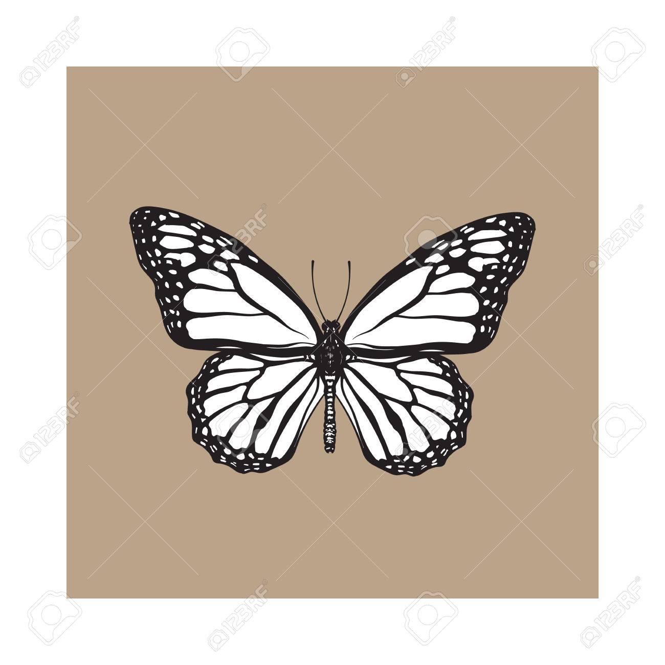 Vue De Dessus Du Beau Papillon Monarque Illustration Croquis Isolee Sur Fond Brun Noir Et Blanc Dessin A La Main Realiste De Papillon Monarque Sur Fond Blanc Clip Art Libres De Droits