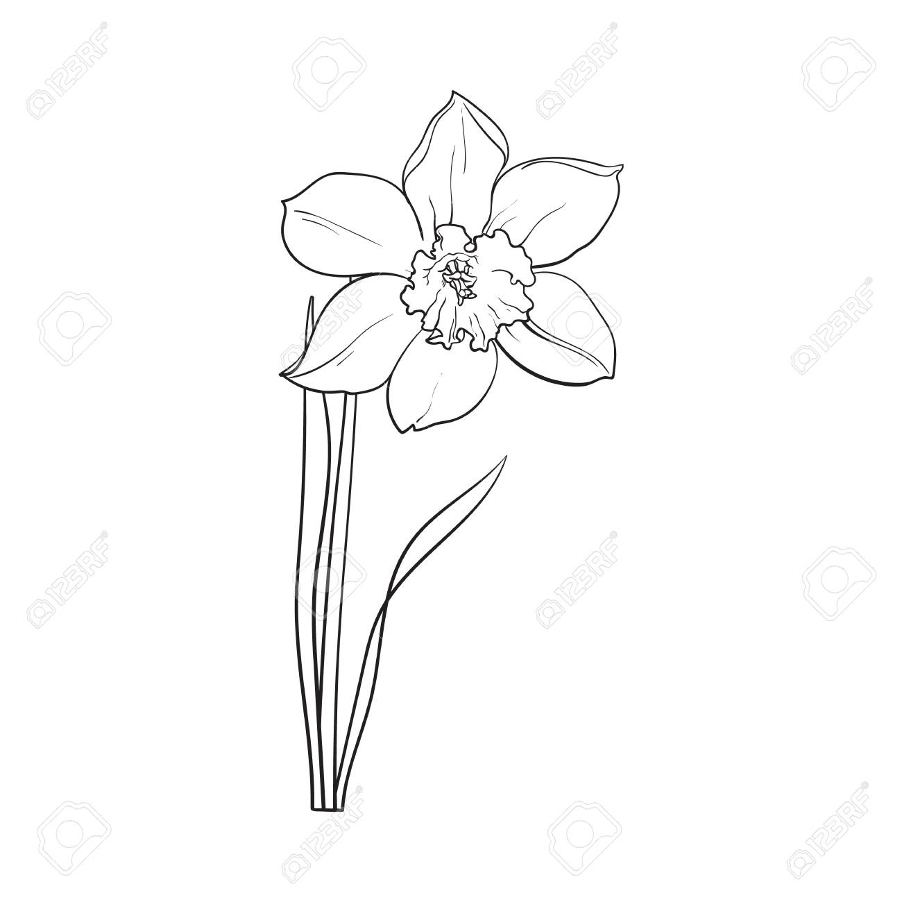 Single Daffodil, Narcissus Spring Flower With Stem And Leaves