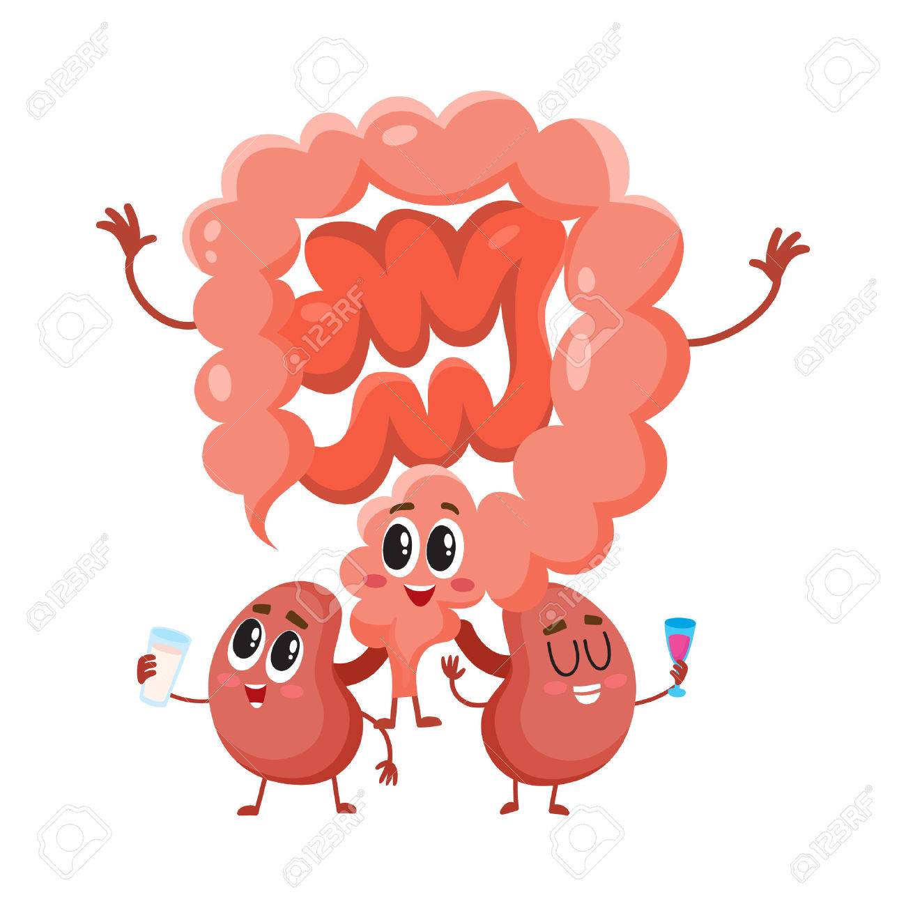 Funny, Smiling Human Bowels And Kidneys Characters, Digestive ...