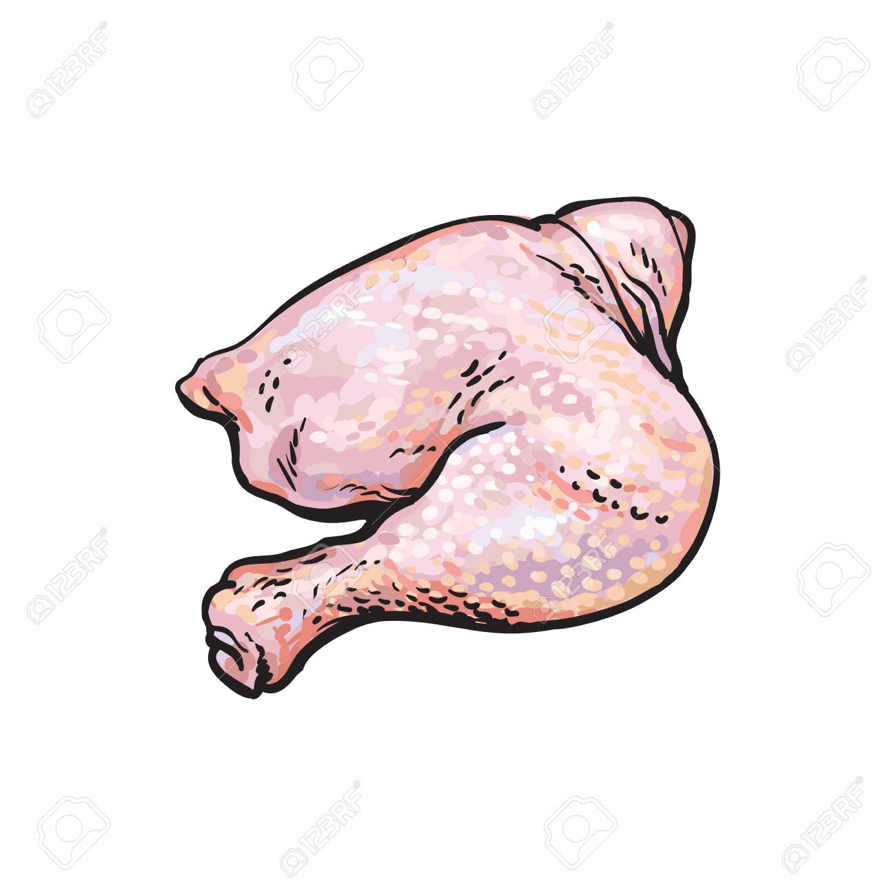 ベクトル鶏腿足スケッチ イラスト 白地生鶏肉刈り取ら孤立した図 の写真素材 画像素材 Image