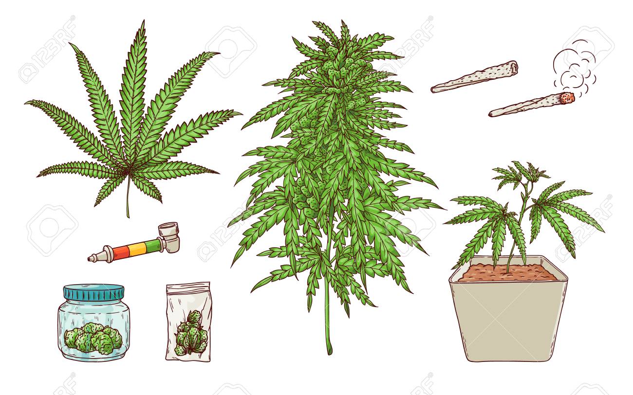 over ripe buds over ripe buds