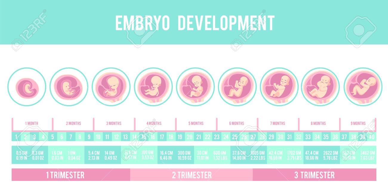 Infographic With Stages Of Pregnancy And Embryo, Fetus Development. Months,  Trimesters Of Pregnancy, Embryo And Fetus Growth And Weight . Vector  Illustration, Flat Infographic. Royalty Free SVG, Cliparts, Vectors, and  Stock Illustration., image size:1300x650