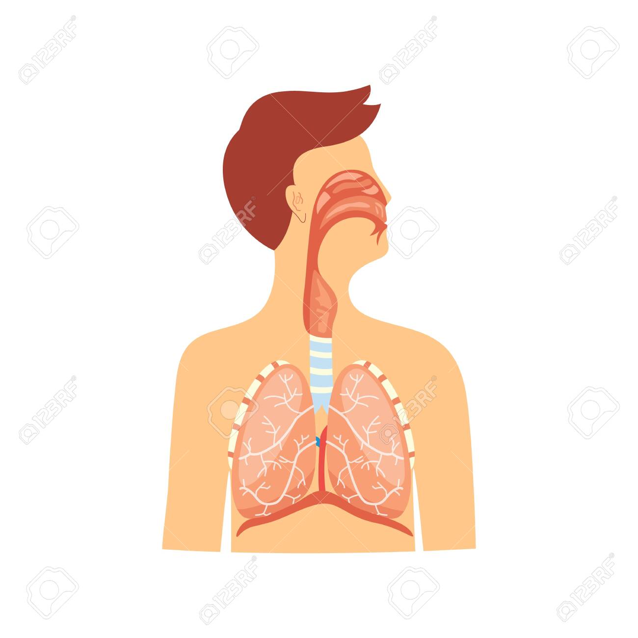 Anatomical educational medical scheme of respiratory system vector illustration isolated on white background. Diaphragm and trachea, rib cage and lungs diagram. - 128947810 Anatomical educational medical scheme of respiratory system vector illustration isolated on white background. Diaphragm and trachea, rib cage and lungs diagram. - 128947810