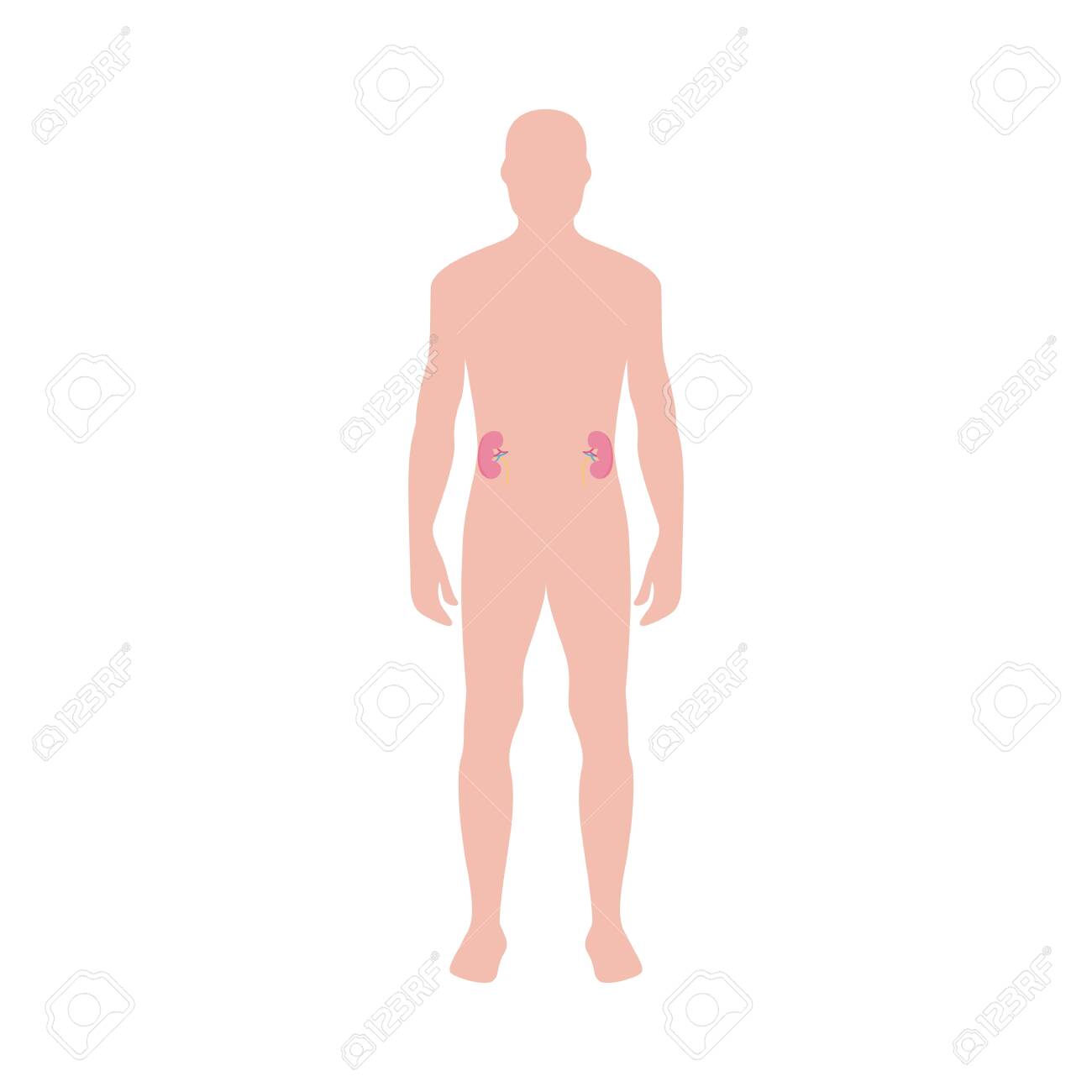 Abdominal Cavity Organs Of Human Body Infographic Male Body Royalty Free Cliparts Vectors And Stock Illustration Image 139672555