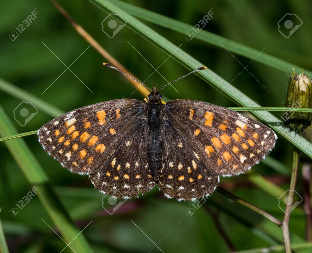 etiam-dictum-ipsum-a-felis