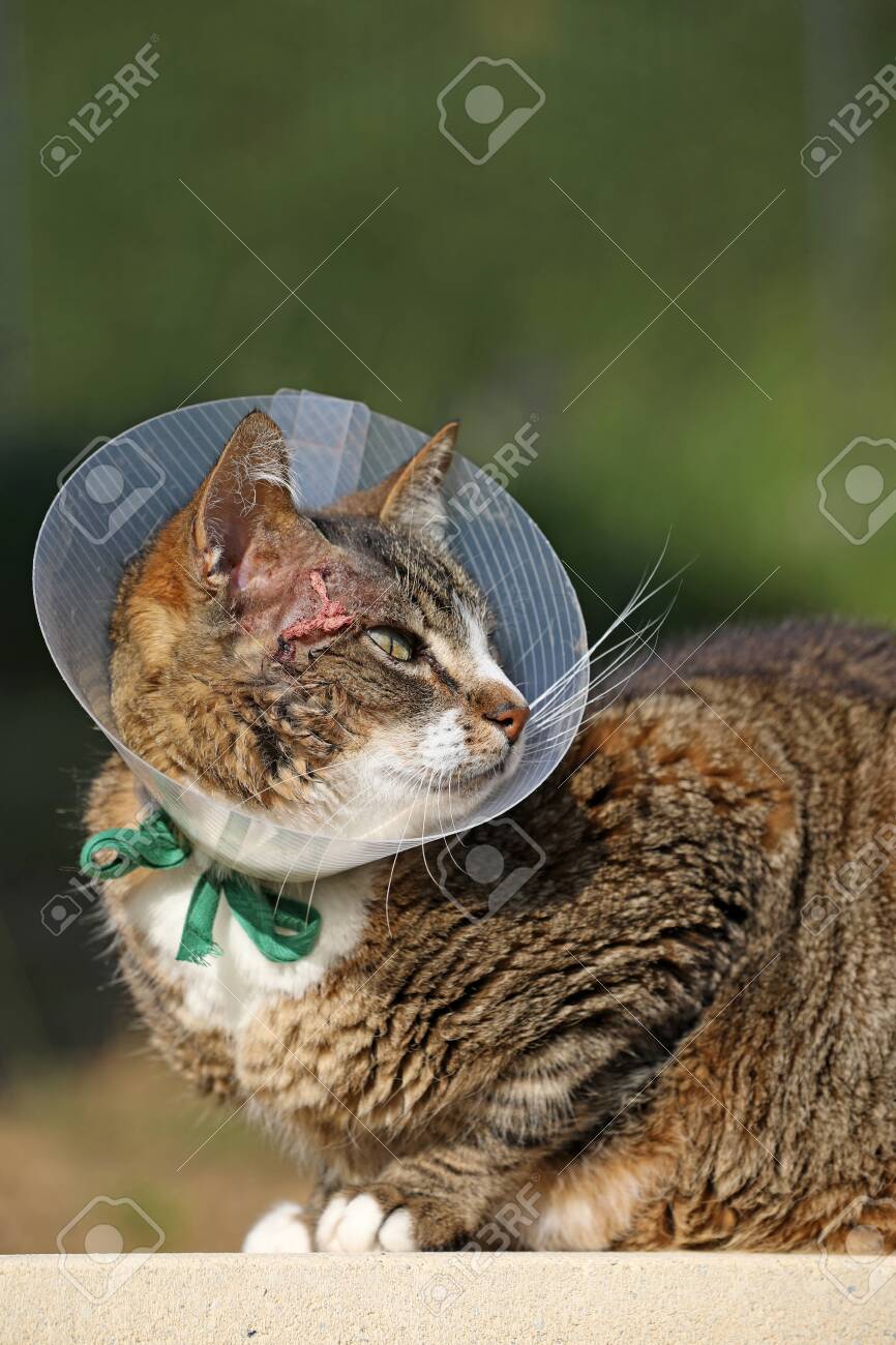 buster elizabethan collar