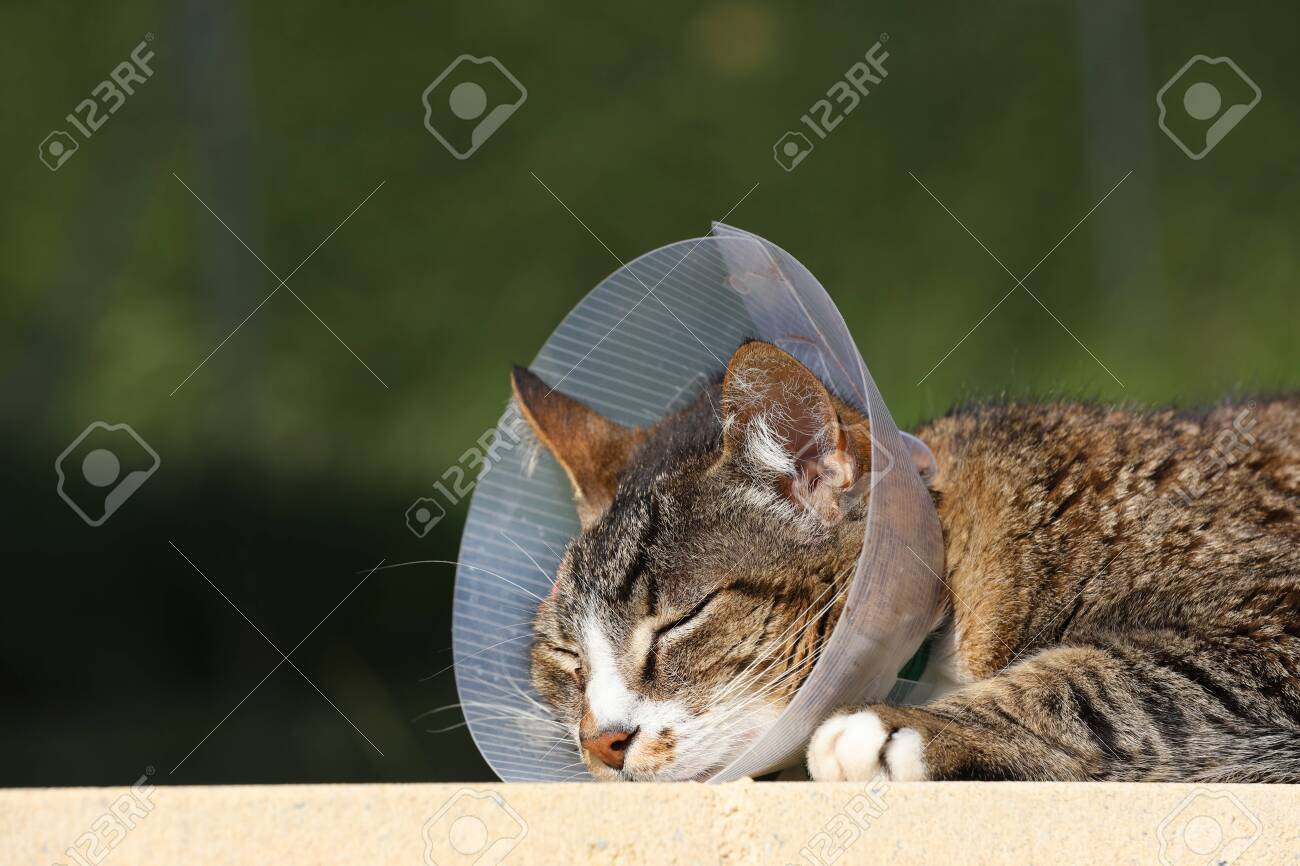 cat operation collar