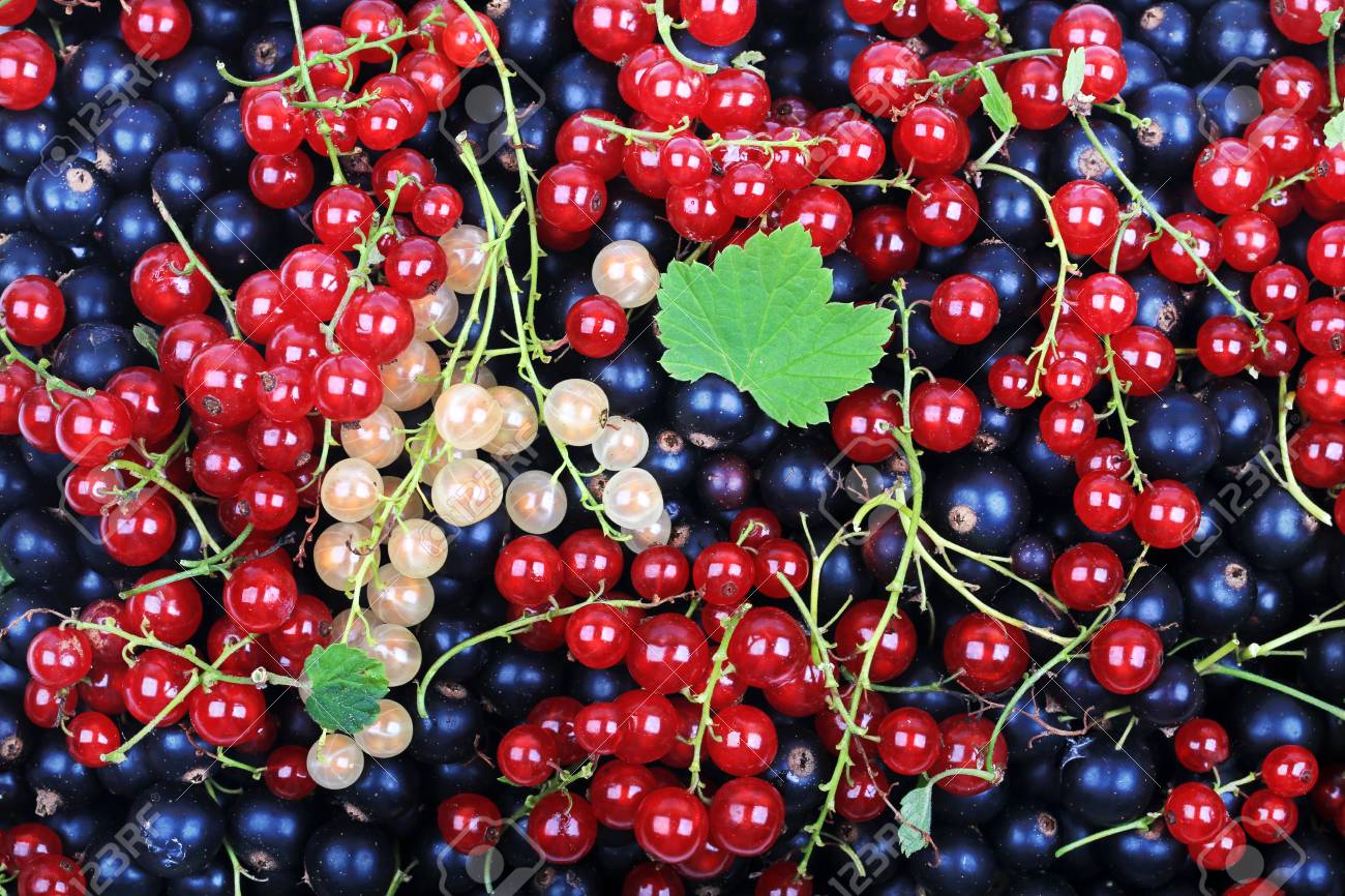 What is useful for currants What is useful for currants