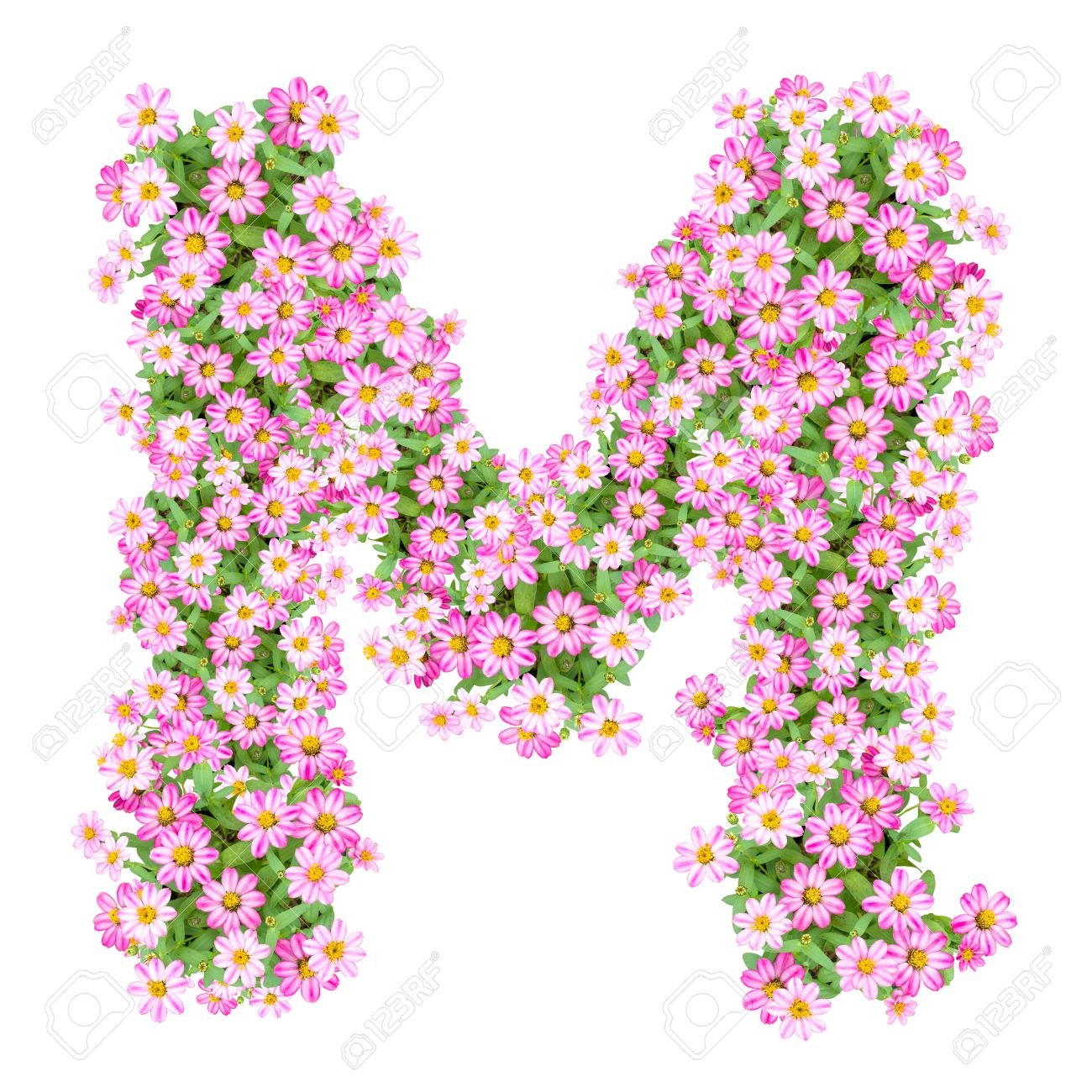 Letter M Alphabet With Zinnia Flower ABC Concept Type As Logo ...