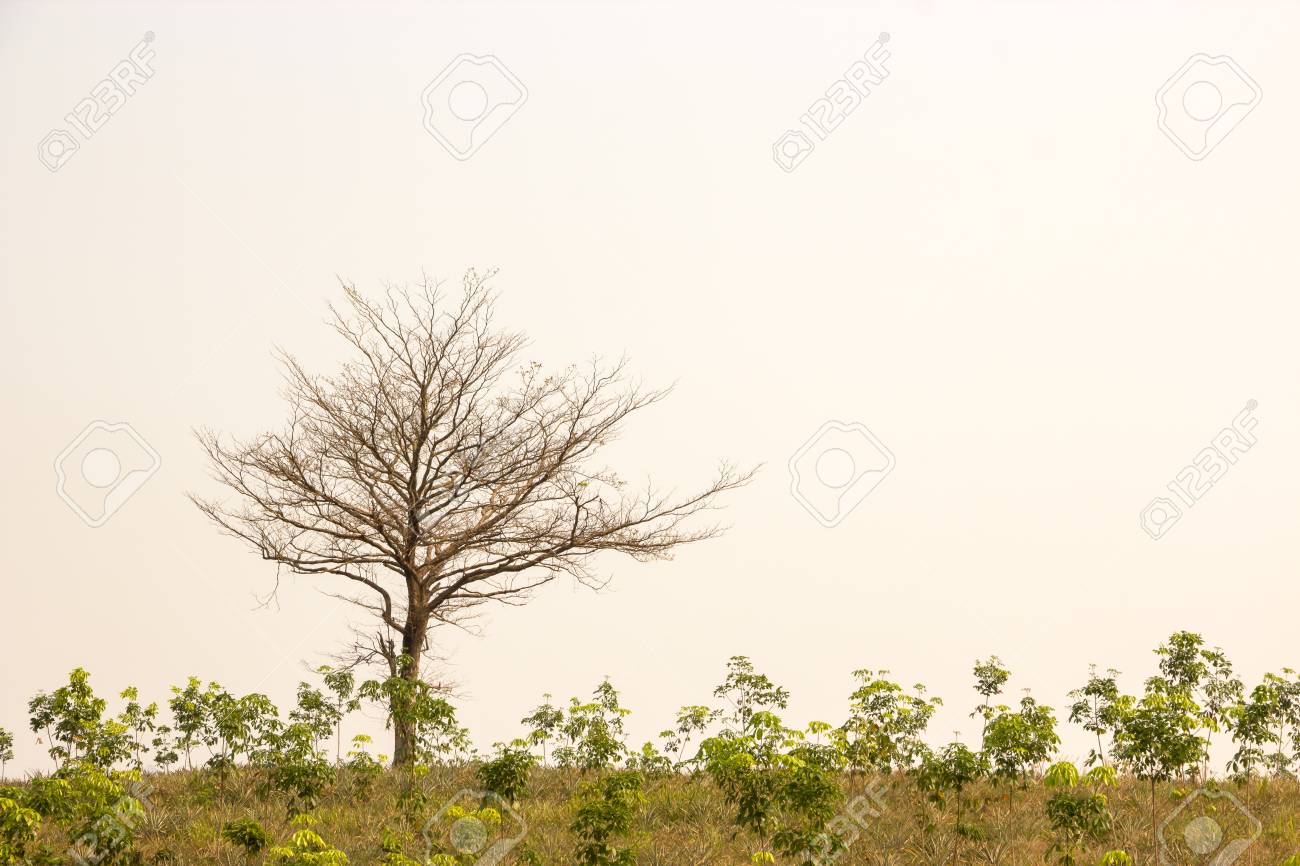枯れた木を通して見た地球温暖化の兆候 の写真素材 画像素材 Image