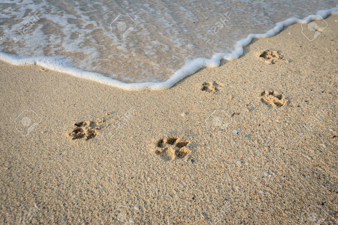 Dog Footprints In Sand At Beach Stock Photo Picture And Royalty Free Image Image 0049
