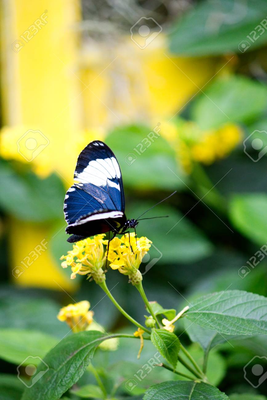 etiam-dictum-ipsum-a-felis