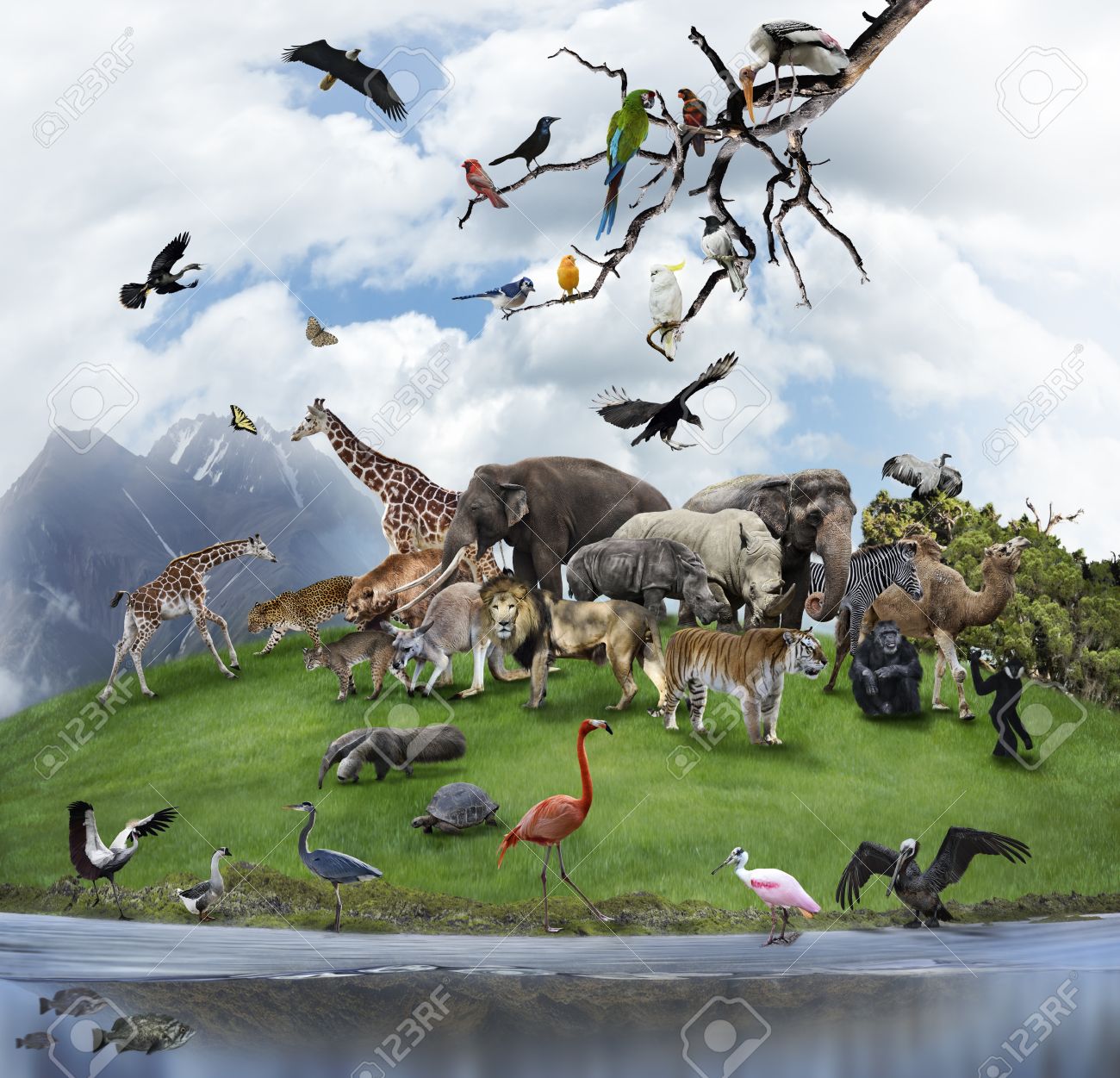 Nature Collage With Wild Animals And Birds Stock Photo, Picture And Royalty Free Image. Image 22173728. Nature Collage With Wild Animals And Birds Stock Photo, Picture And Royalty Free Image. Image 22173728.
