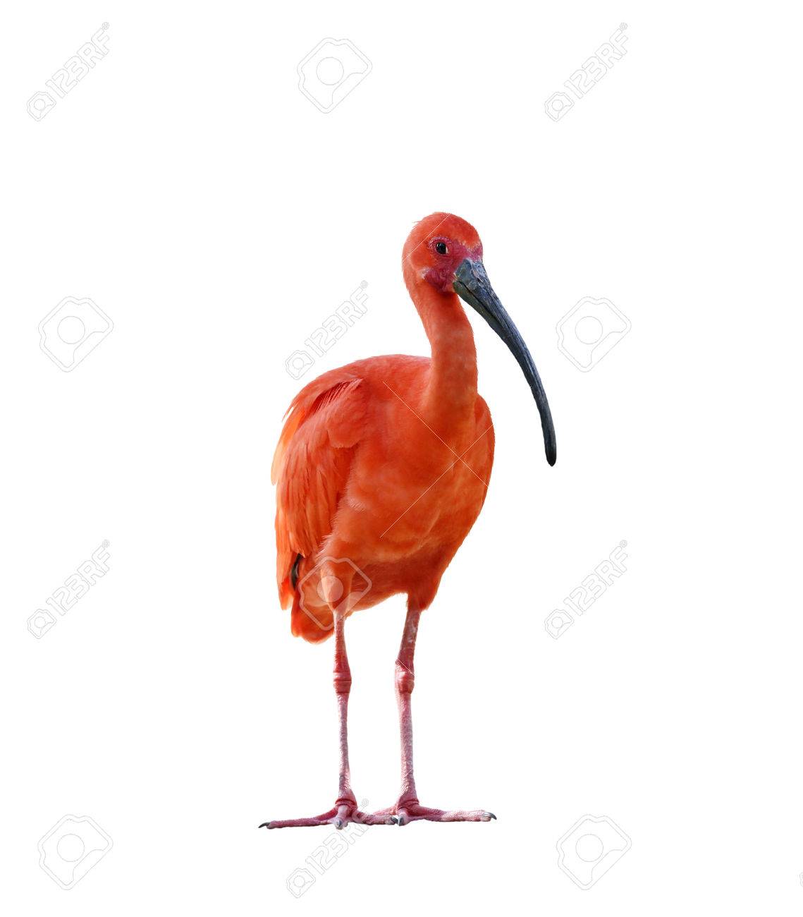 Scarlet Ibis Isolated On White Background Stock Photo - 39063004