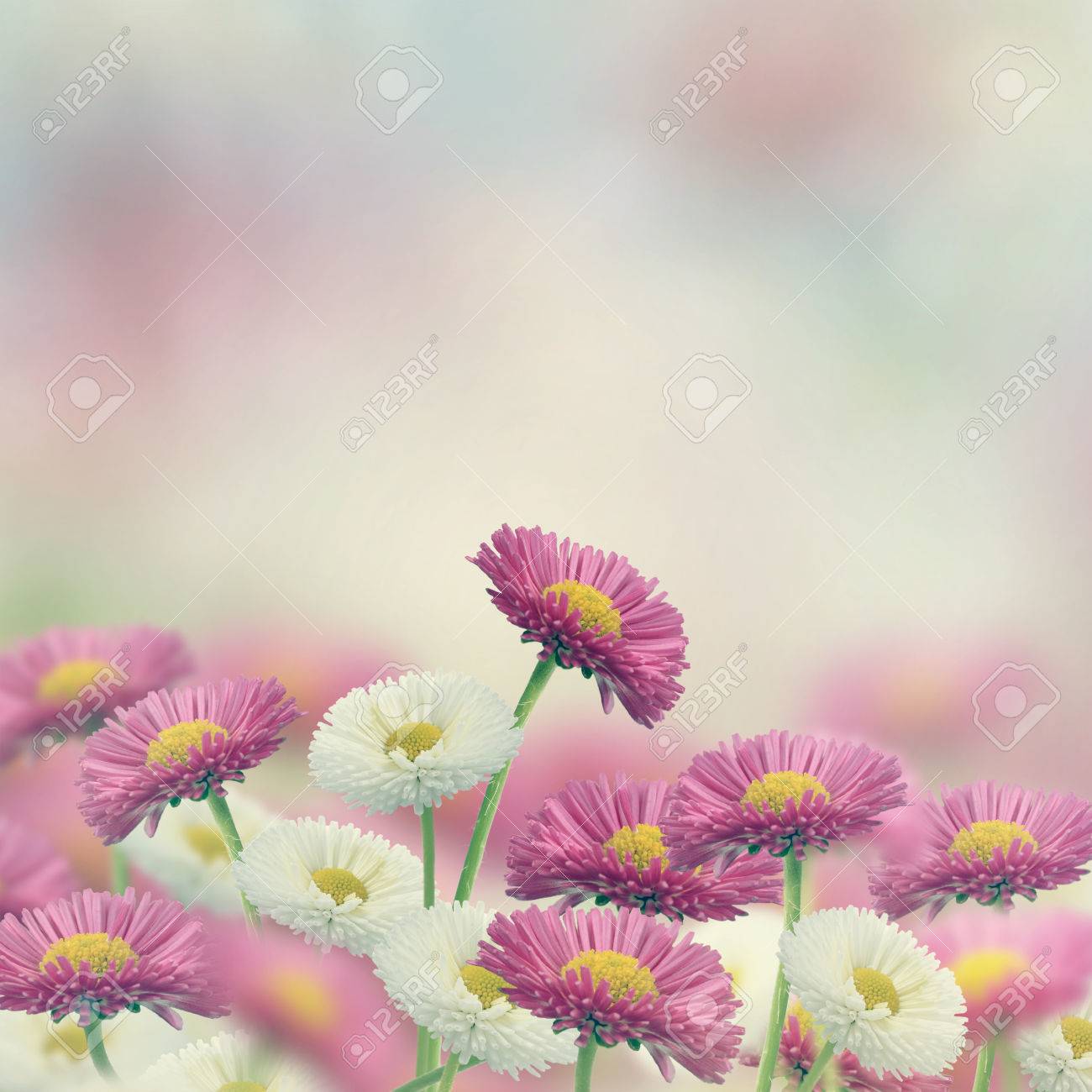 白とピンクのマーガレットの花 の写真素材 画像素材 Image