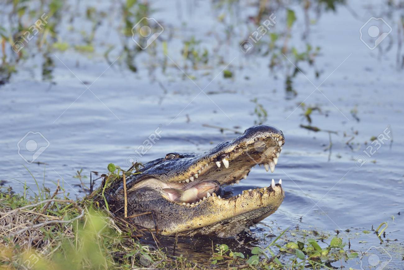 How do i change my soundcloud name on iphone Pictures of alligators eating fish