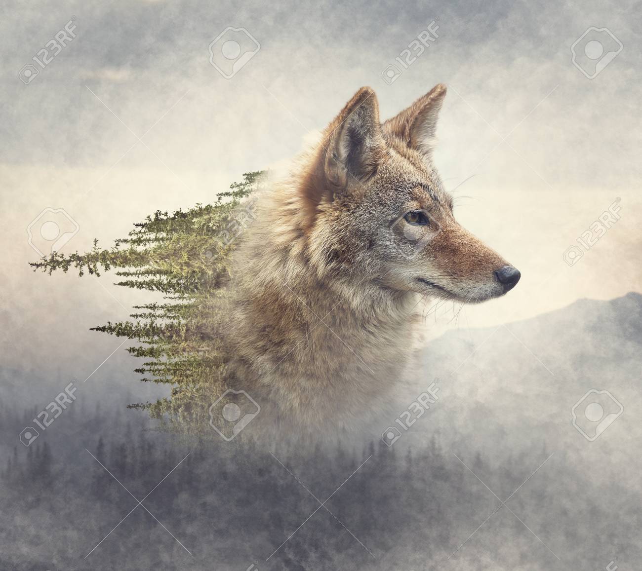 Double exposure of coyote portrait and pine forest on the mountain - 110285230 Double exposure of coyote portrait and pine forest on the mountain - 110285230