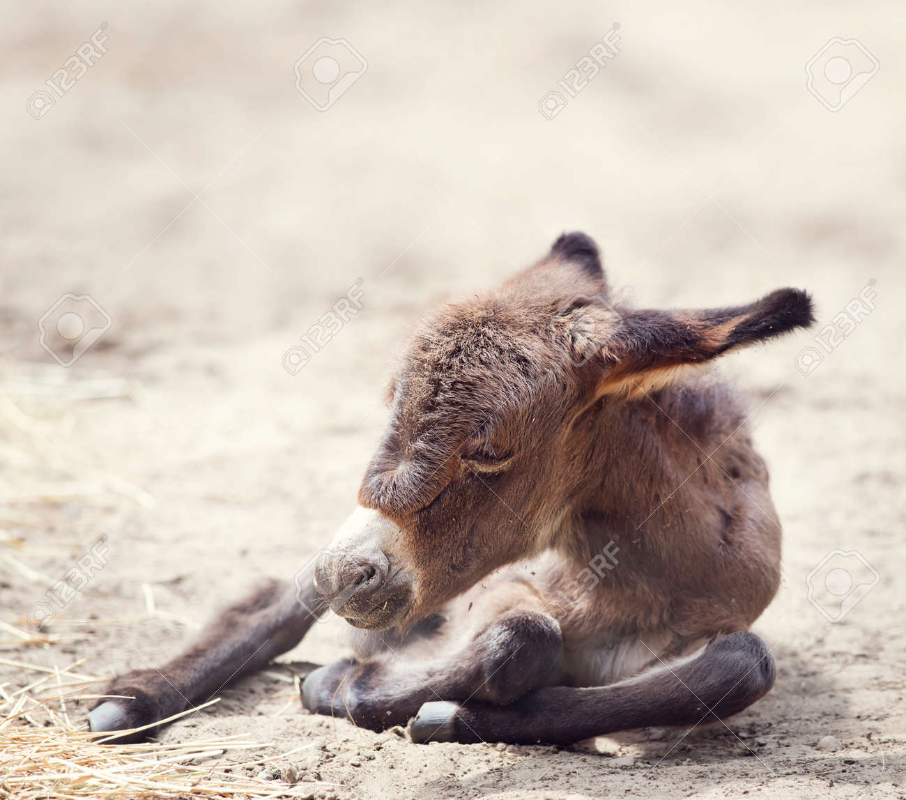 etiam-dictum-ipsum-a-felis