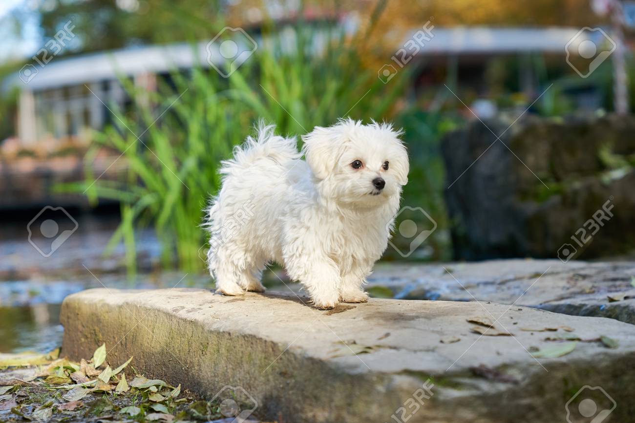 small white maltese