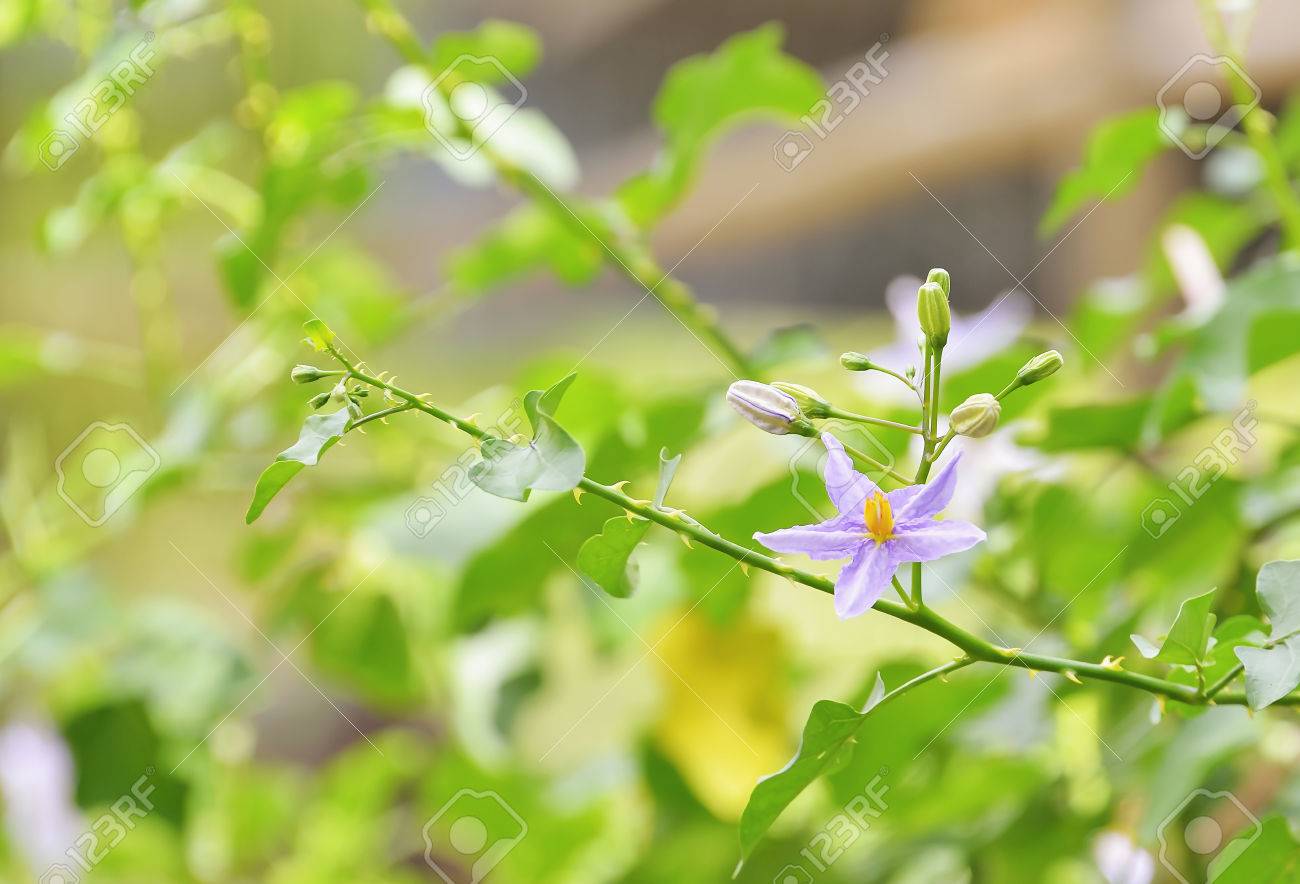 茄子の花は 華やかな色使いの招待を見る の写真素材 画像素材 Image