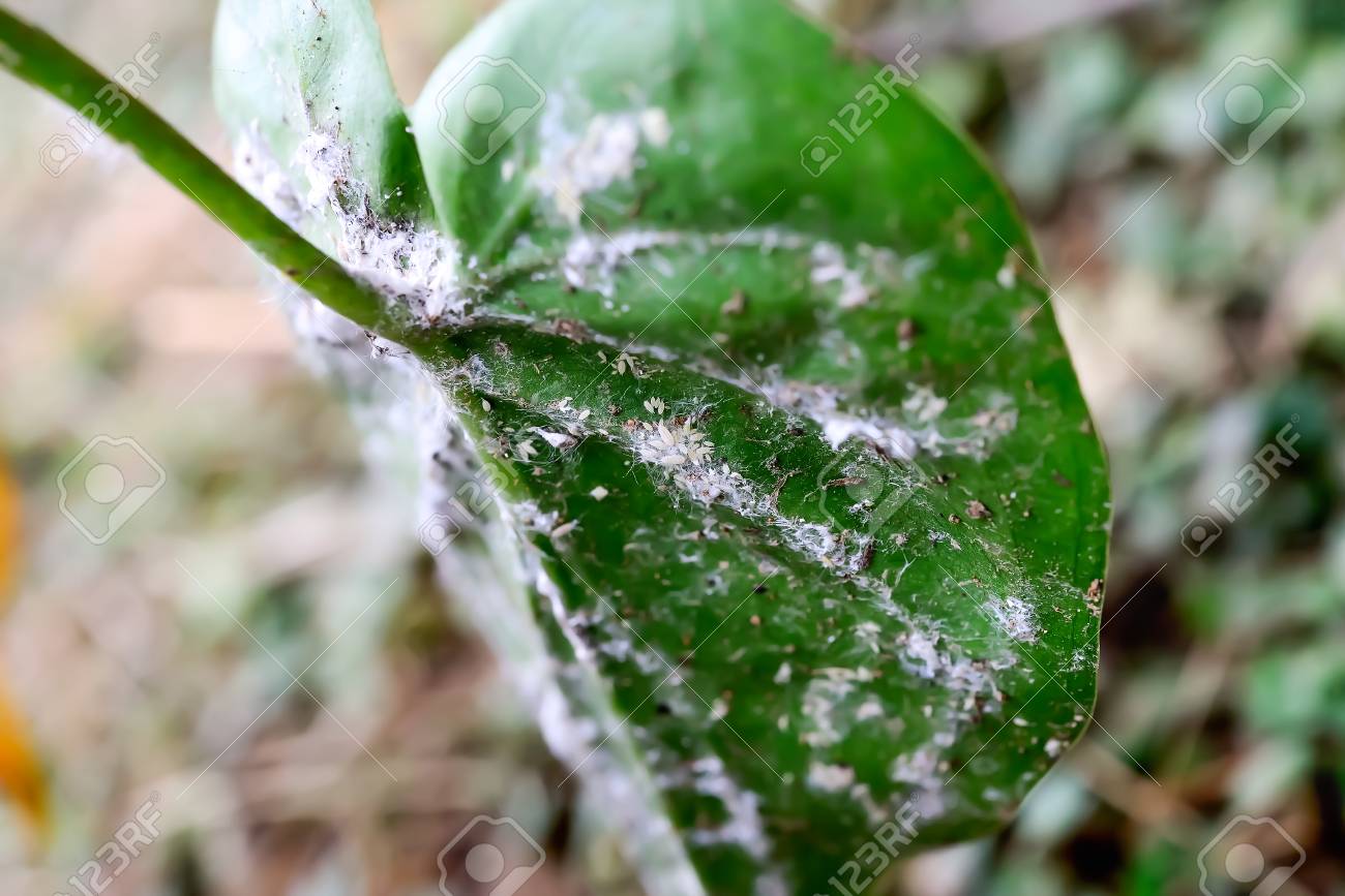 コナカイガラムシ 植物工場の害虫がゆっくりと成長します の写真素材 画像素材 Image
