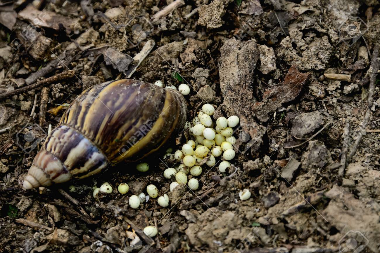 カタツムリは産卵時に死んだ の写真素材 画像素材 Image