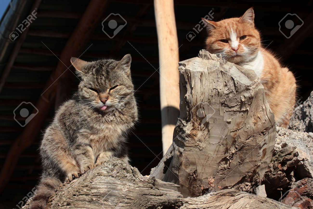 etiam-dictum-ipsum-a-felis