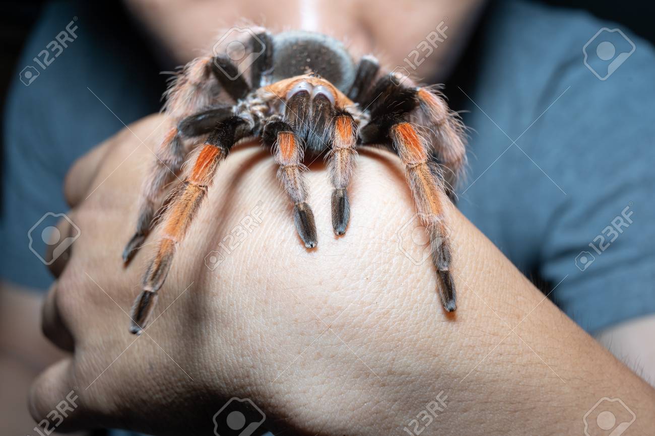 BRACHI タランチュラ クモ 昆虫 エキゾチック 毛むくも クモ キャンバスポスター ウォールアート 装飾 プリント 絵画 リビングルーム ベッドルーム 装飾並行輸入 メキシカンレッドニータランチュラ エキゾチックサプライ