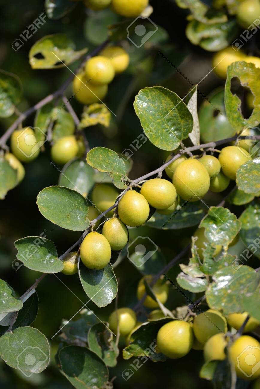 Indian Jujube Or Ziziphus Mauritiana On The Jujube Tree Stock Photo Picture And Royalty Free Image Image Indian Jujube Or Ziziphus Mauritiana On The Jujube Tree Stock Photo Picture And Royalty Free Image Image