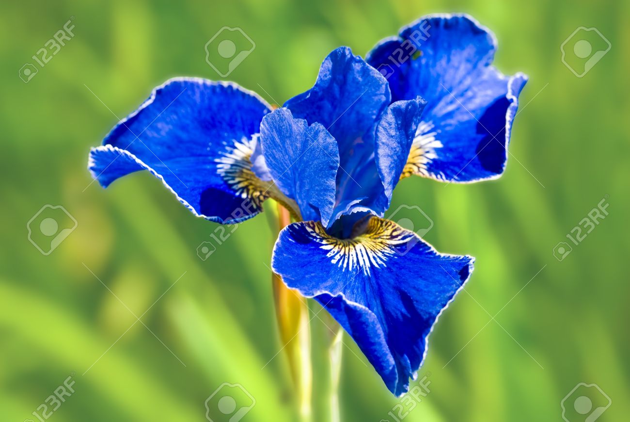 Blue Iris Flower Over Green Grass At 